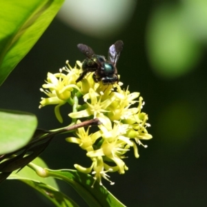 Xylocopa (Lestis) aerata at Acton, ACT - 28 Apr 2018