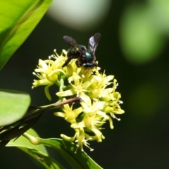 Xylocopa (Lestis) aerata at Acton, ACT - 28 Apr 2018