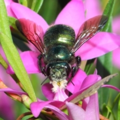 Xylocopa (Lestis) aeratus (Metallic Green Carpenter Bee) at Acton, ACT - 28 Apr 2018 by Tim L