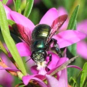 Xylocopa (Lestis) aerata at Acton, ACT - 28 Apr 2018