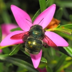 Xylocopa (Lestis) aerata at Acton, ACT - 28 Apr 2018