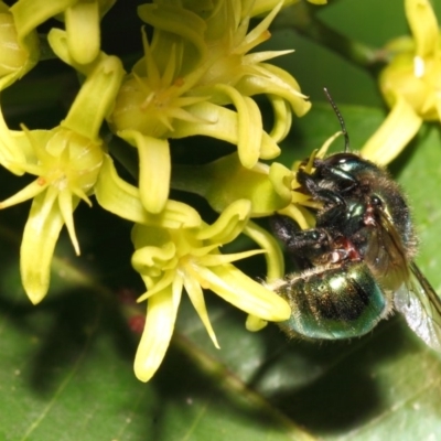 Xylocopa (Lestis) aerata (Golden-Green Carpenter Bee) at ANBG - 20 Apr 2018 by Tim L