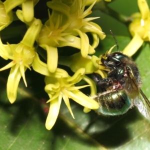 Xylocopa (Lestis) aerata at Acton, ACT - 20 Apr 2018