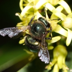 Xylocopa (Lestis) aerata at Acton, ACT - 20 Apr 2018