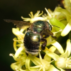 Xylocopa (Lestis) aerata at Acton, ACT - 20 Apr 2018