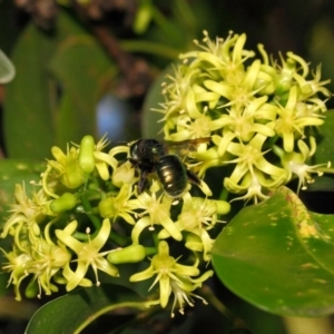 Xylocopa (Lestis) aerata at Acton, ACT - 20 Apr 2018