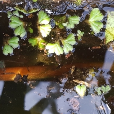 Ricciocarpos natans (Floating Liverwort) at Kingston, ACT - 2 May 2018 by Mike