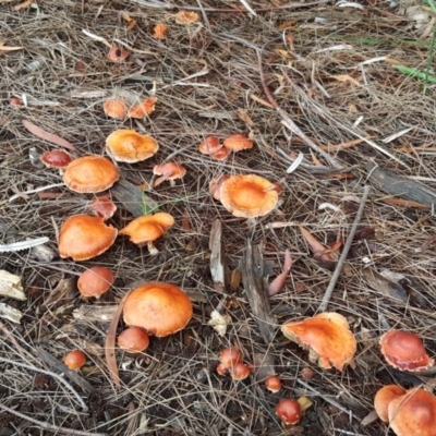 Leratiomyces ceres (Leratiomyces ceres) at Lake Burley Griffin Central/East - 2 May 2018 by Mike