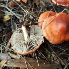 Leratiomyces ceres at Kingston, ACT - 2 May 2018