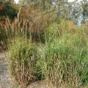 Miscanthus sinensis at Canberra, ACT - 2 May 2018