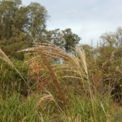 Miscanthus sinensis at Canberra, ACT - 2 May 2018