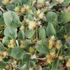 Alternanthera pungens (Khaki Weed) at Mount Ainslie to Black Mountain - 2 May 2018 by Mike