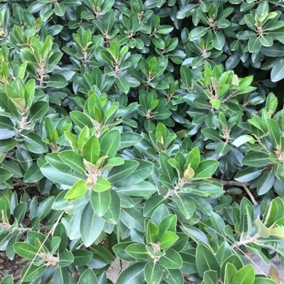 Ficus rubiginosa at Bingie, NSW - 2 May 2018 by janmaitland