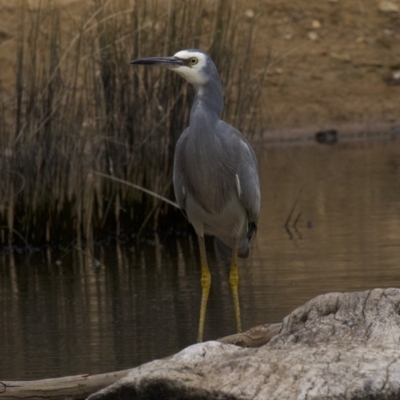 Egretta novaehollandiae (White-faced Heron) at Canberra Central, ACT - 2 May 2018 by jb2602