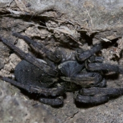 Lycosidae (family) (Unidentified wolf spider) at Mount Ainslie - 1 May 2018 by jb2602