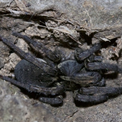 Lycosidae (family) (Wolf spider) at Ainslie, ACT - 1 May 2018 by jb2602