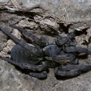 Lycosidae (family) at Ainslie, ACT - 1 May 2018