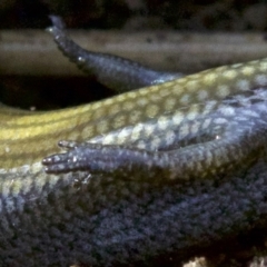 Hemiergis talbingoensis (Eastern Three-toed Earless Skink) at Canberra Central, ACT - 2 May 2018 by jb2602