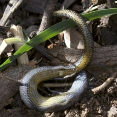 Hemiergis talbingoensis at Canberra Central, ACT - 2 May 2018