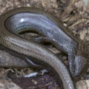 Hemiergis talbingoensis at Canberra Central, ACT - 2 May 2018