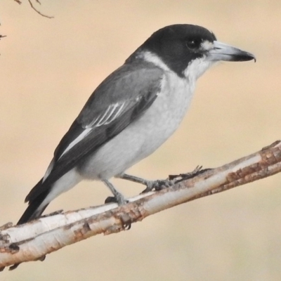 Cracticus torquatus (Grey Butcherbird) at Paddys River, ACT - 2 May 2018 by JohnBundock