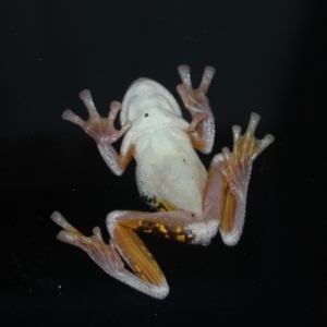 Litoria peronii at undefined - 1 May 2018 07:50 PM