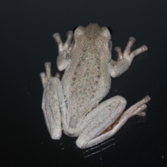 Litoria peronii at undefined - 1 May 2018 07:50 PM