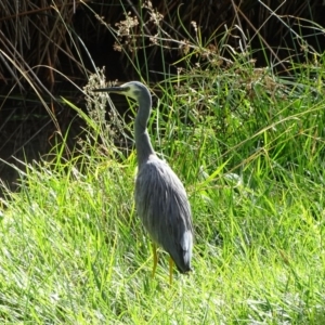 Egretta novaehollandiae at Kingston, ACT - 2 May 2018