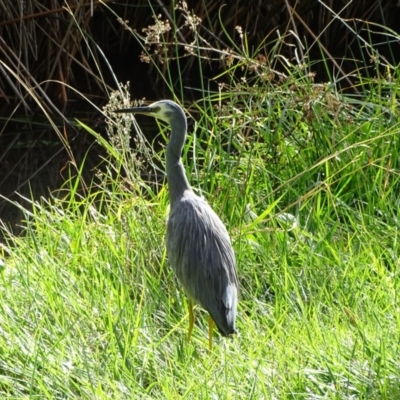 Egretta novaehollandiae (White-faced Heron) at Kingston, ACT - 2 May 2018 by Mike