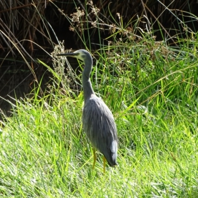 Egretta novaehollandiae (White-faced Heron) at Kingston, ACT - 2 May 2018 by Mike