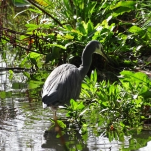 Egretta novaehollandiae at Kingston, ACT - 2 May 2018