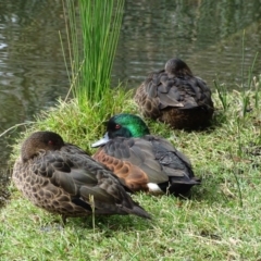 Anas castanea (Chestnut Teal) at Lake Burley Griffin Central/East - 2 May 2018 by Mike