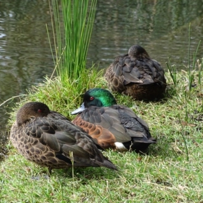 Anas castanea (Chestnut Teal) at Lake Burley Griffin Central/East - 2 May 2018 by Mike