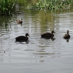 Anas superciliosa (Pacific Black Duck) at Lake Burley Griffin Central/East - 2 May 2018 by Mike