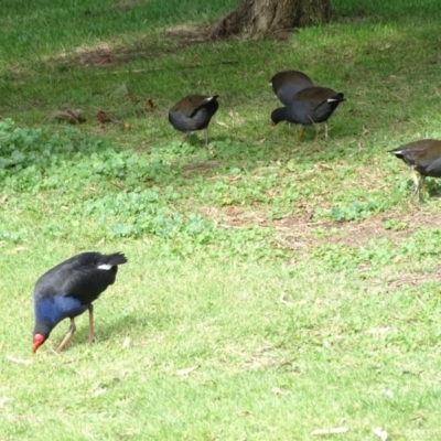 Porphyrio melanotus (Australasian Swamphen) at Kingston, ACT - 2 May 2018 by Mike