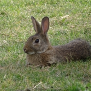 Oryctolagus cuniculus at Canberra, ACT - 2 May 2018