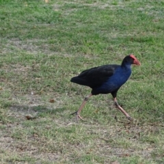 Porphyrio melanotus (Australasian Swamphen) at Canberra, ACT - 2 May 2018 by Mike