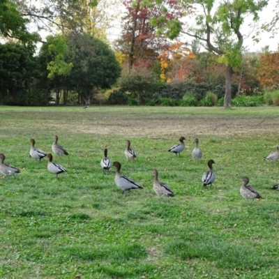 Chenonetta jubata (Australian Wood Duck) at Mount Ainslie to Black Mountain - 2 May 2018 by Mike