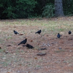 Corcorax melanorhamphos (White-winged Chough) at Commonwealth & Kings Parks - 2 May 2018 by Mike