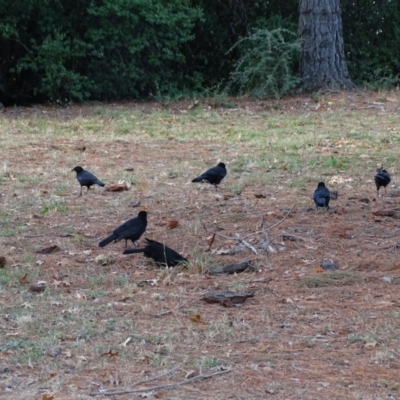 Corcorax melanorhamphos (White-winged Chough) at Mount Ainslie to Black Mountain - 2 May 2018 by Mike