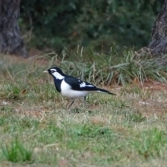 Grallina cyanoleuca (Magpie-lark) at Mount Ainslie to Black Mountain - 2 May 2018 by Mike