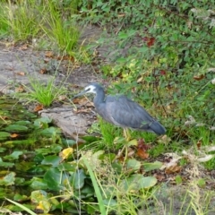 Egretta novaehollandiae (White-faced Heron) at Commonwealth & Kings Parks - 2 May 2018 by Mike