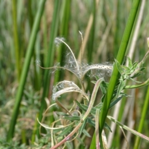 Epilobium billardiereanum at Kingston, ACT - 2 May 2018