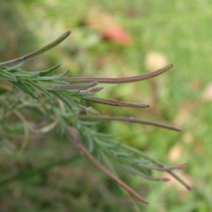 Epilobium billardiereanum at Kingston, ACT - 2 May 2018