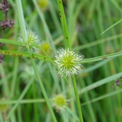 Cyperus sphaeroideus (Scented Sedge) at Kingston, ACT - 2 May 2018 by Mike