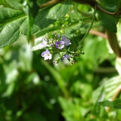 Veronica anagallis-aquatica (Blue Water Speedwell) at Kingston, ACT - 2 May 2018 by Mike