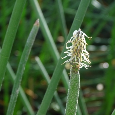 Eleocharis acuta (Common Spike-rush) at Lake Burley Griffin Central/East - 2 May 2018 by Mike