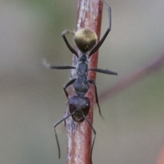 Camponotus suffusus (Golden-tailed sugar ant) at Hackett, ACT - 2 May 2018 by jb2602