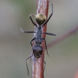 Camponotus suffusus at Hackett, ACT - 2 May 2018 03:47 PM