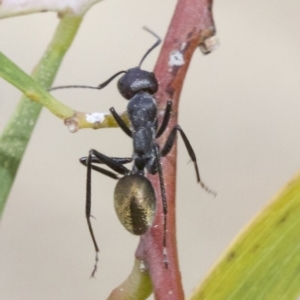 Camponotus suffusus at Hackett, ACT - 2 May 2018